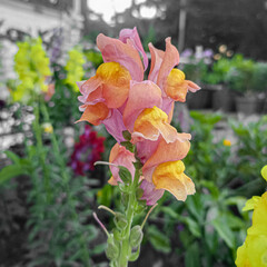 Las flores son color rosa y amarillo