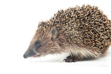 Erinaceus europaeus. Common European hedgehog on a white background