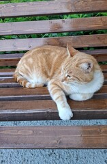 a beautiful ginger cat resting on a bench in the fresh air, pets, beloved pet