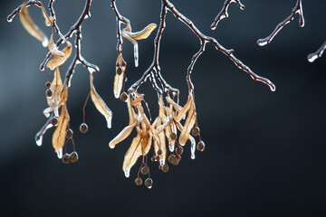 Icicles on icy tree branches. temperature swing season and winter weather in autumn