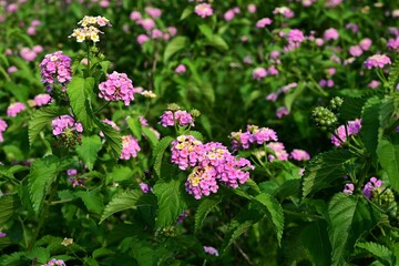 Lantana flowers. Verbenaceae evergreen shrub. It produces umbels of numerous small flowers and the color of the flowers changes after blooming.