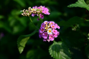 Lantana flowers. Verbenaceae evergreen shrub. It produces umbels of numerous small flowers and the color of the flowers changes after blooming.