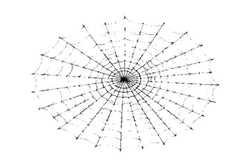 Realistic vector illustration of a spider web on a solid white background. The web is intricate and symmetrical.