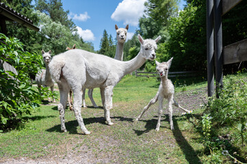 neugeborenes Alpaka baby auf wackeligen Beinen neben Mutter