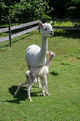 neugeborenes Alpaka baby schmiegt sich an seine Mutter