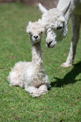 neugeborenes Alpaka baby sitzt im Gras, Kopf an Kopf mit Stute 