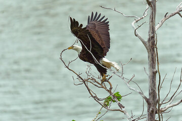 Majestic Bald Eagle Launching from Tree
