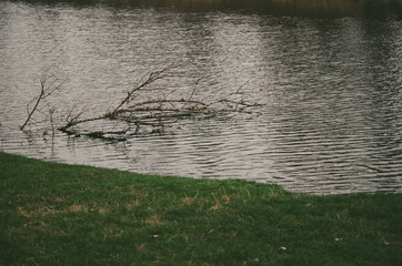 Tranquil Riverbank Scene with Bare Branch in Water 