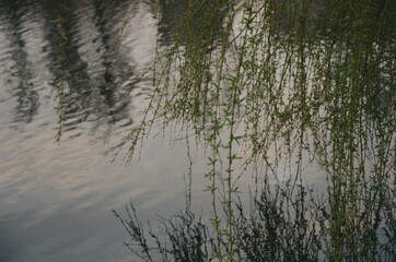 Spring Willow Branches Dancing Above the Lake 
