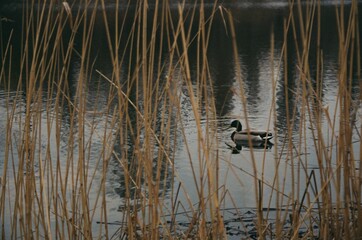 Wild Duck Swimming Behind Dry Reeds on Film 