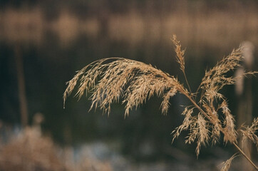 Closeup of Dried Reed Grass in Gentle Focus 