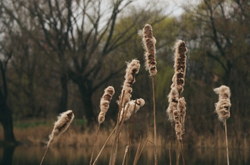 Wild Cattails Standing Against Forest Background 