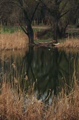 Lakeside Composition with Grass, Trees, and Silence 