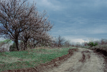 Blooming Trees by Country Road Under Cloudy Sky