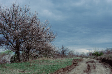 Rural Spring Landscape with Blossoms and Dirt Path