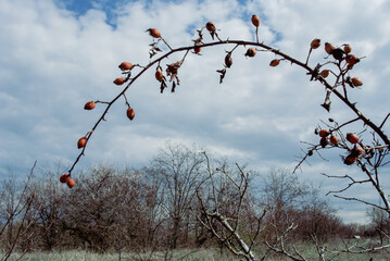 Symbolic Decay Under Early Spring Sky