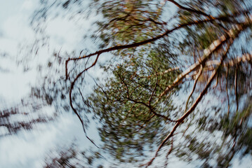 Dynamic Swirl of Branches in Wild Woodland 