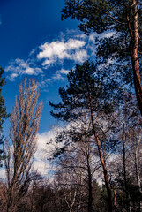 Pine and Birch Branches Under Bright Blue Heaven 