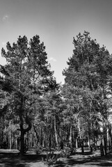 Graceful Trees Framing Light Sky 