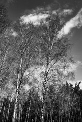 Tall Slender Trunks Reaching into Still Atmosphere 