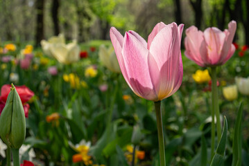 Gentle Spring Bloom in Full Natural Harmony 