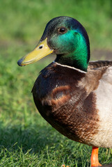 Close-Up Portrait of a Male Mallard Duck
