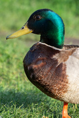 Vibrant Mallard Drake with Emerald Green Head