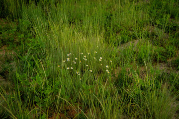 Wildflower in The Field 