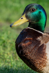 Wild Duck Standing on Grass in Sunlight