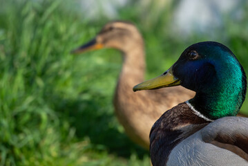 Mallard Duck Pair in Natural Habitat 