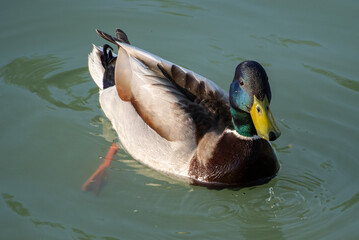 Wild Drake Floating in Morning Light
