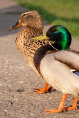 Green-Headed Mallard and Female Companion 