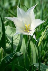 Fototapeta premium Soft White Tulip Illuminated by Gentle Morning Light