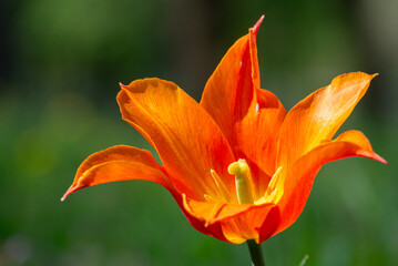 Vivid Flame-Colored Flower Against Green Background 