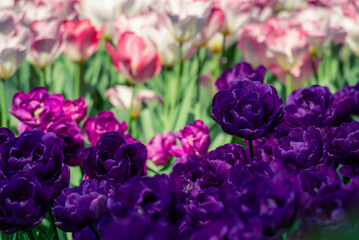 Contrasting Purple and Pale Pink Tulip Fields 