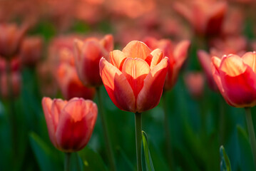 Glowing Orange Tulips in Warm Sunset Light 