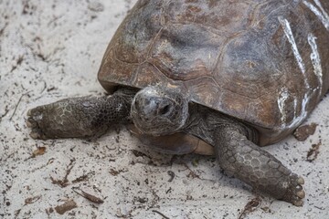 gopher tortoise