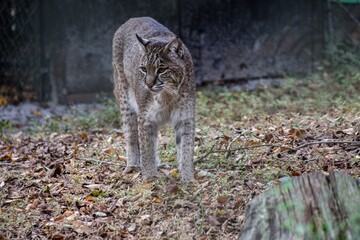 bobcat