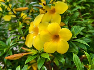 Allamanda cathartica Flower in tropical nature borneo