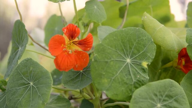 Orange nasturtium flowers and leaves waving in the wind. Slow motion. 