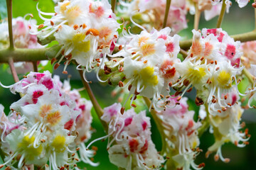 Beautiful blossoms display delicate colors in a tranquil garden setting during springtime