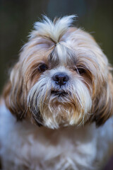 shih tzu dog walks in the park in the autumn  