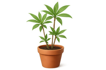 Obraz premium Compact schefflera arboricola houseplant thriving in terracotta container against clean white backdrop