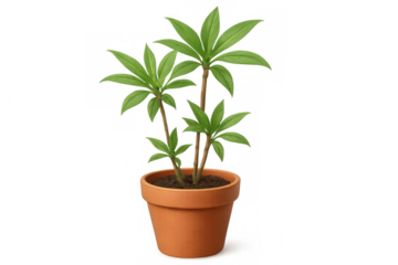 Compact schefflera arboricola houseplant thriving in terracotta container against clean white backdrop