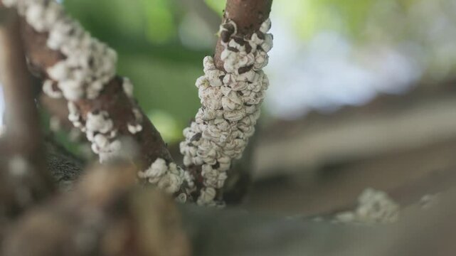 Invading flour lice and other insects on a tree in close-up