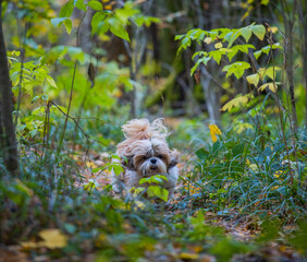 shih tzu dog runs along the road in the park in autumn 