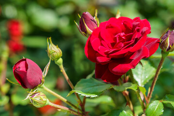Vibrant red roses blooming in a picturesque garden during late spring with lush green foliage surrounding them