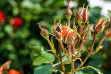 Roses bloom in vibrant colors during a sunny afternoon in a flourishing garden