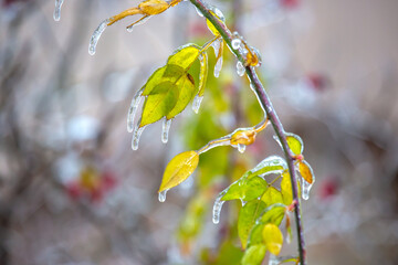 Icicles on icy branches and green leaves of trees. season of temperature changes and winter weather in autumn
