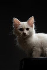 black and white kitten